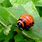 Leaf Eating Insects