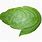 Leaf PNG Transparent Background