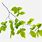 Leaves Branch PNG