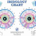 Left and Right Iridology Chart