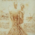 Leonardo Da Vinci Anatomy Drawings