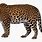 Leopard Clip Art