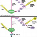 Light Reaction Cyclic Phosphorylation