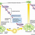 Light Reaction Detailed Diagram