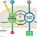 Light Reaction V Calvin Cycle