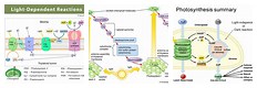 Light-Dependent Reaction Photosynthesis Diagram