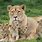 Lion Cub Family