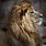 Lion Profile Pic