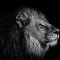 Lion Wallpaper 4K Black and White King