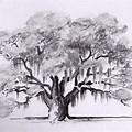 Live Oak Tree Drawing