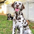 Long Haired Liver Dalmatian