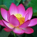 Lotus Flower India Culture