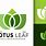 Lotus Leaf Logo