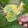 Pumpkin Leaves Turning Yellow