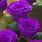 Purple Colored Roses