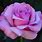 Purple Hybrid Tea Rose