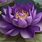 Purple Lotus Flower Meaning