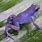 Purple Poison Dart Frog