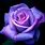 Purple Roses Wallpaper Laptop