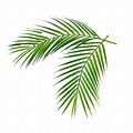 Palm Leaves HD PNG