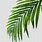 Palm Tree Leaf Alpha