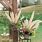 Pampas Grass Arrangements