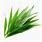 Pandan Leaf PNG