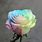 Pastel Rainbow Roses