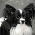 Papillon Puppies Black and White