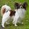 Papillon Spaniel