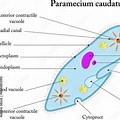 Paramecium Caudatum Distribution Map