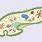 Paramecium Bacteria