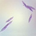 Paramecium Microscope Slides