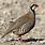 Partridge Images Bird