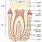 Parts of a Molar Tooth