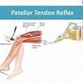 Patellar Tendon Reflex Arc