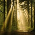 Path Forest Light Rays