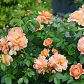 Peach Colored Fragrant Roses