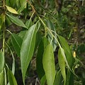 Peach Leaf Willow Tree