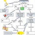 Pearson Education Diagram of Photosynthesis