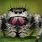 Phidippus Spider