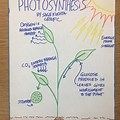 Photosynthesis Poster Project Ideas