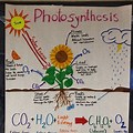 Photosynthesis Project Ideas with Chemical Equation