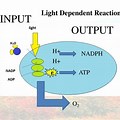 Photosynthesis Reaction Light-Dependent Input