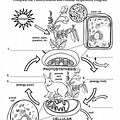 Photosynthesis and Cellular Respiration Cycle Coloring