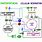 Photosynthesis and Cellular Respiration Flow Chart