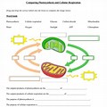 Photosynthesis and Cellular Respiration Worksheet