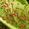 Pics of Aphids