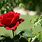 Picture of Single Red Rose