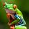 Pictures of Colorful Frogs